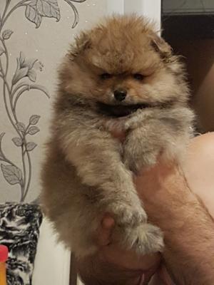 Продам щенка Шпиц - Россия, Новосибирск