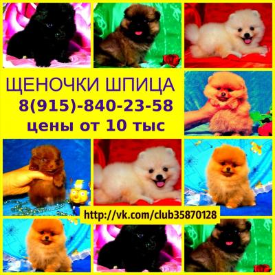 Продам щенка Шпиц - Россия, Кострома. Цена 10000 рублей
