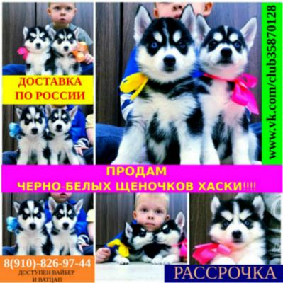 Продам щенка Хаски - Россия, Краснодар
