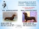 Продам щенка Россия, Южно-Сахалинск Такса