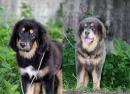 Продам щенка Украина, Полтава Тибетский мастиф