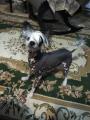 Пропала собака Россия, Смоленск Китайская хохлатая собака