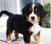 Питомник собак Gougous and adorable male and female Bernese Mountain puppies 